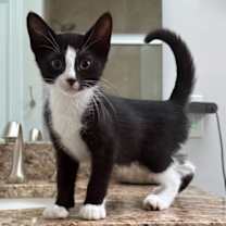 Thumbnail photo of Cimba #3