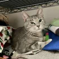 Thumbnail photo of Mako #2