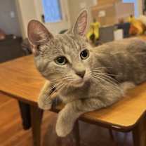 Thumbnail photo of Mako #3