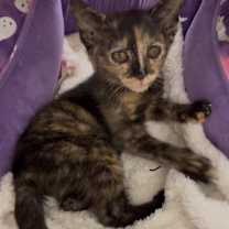 Thumbnail photo of Razzle #1