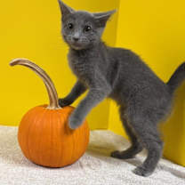 Thumbnail photo of Strawberry #2