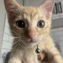 Thumbnail photo of León #2