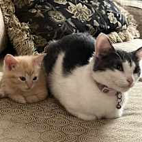 Thumbnail photo of León #3