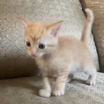 Thumbnail photo of León #4