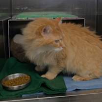 Thumbnail photo of Toulouse #1