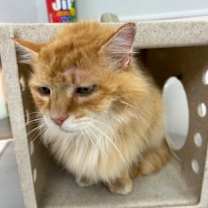 Thumbnail photo of Toulouse #2