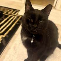 Thumbnail photo of T'challa #1