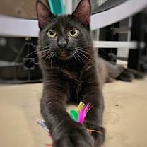 Thumbnail photo of Hamilton #4