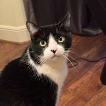 Thumbnail photo of Kiki #1