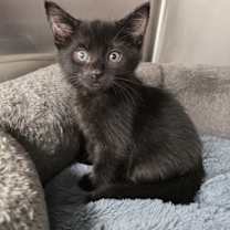 Thumbnail photo of Dru #2