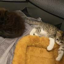 Thumbnail photo of Scotchmallow #2