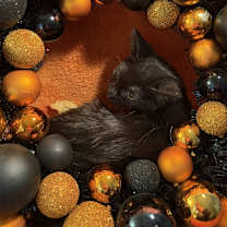 adopt-pet