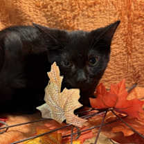 Thumbnail photo of Tattoo Collector #3