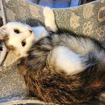 Thumbnail photo of Magnolia #2