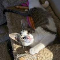 Thumbnail photo of Twister #3