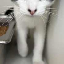 Thumbnail photo of Enid #1