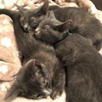 Thumbnail photo of Kitten Yelena #3