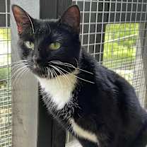 Thumbnail photo of Queen #2