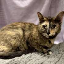 Thumbnail photo of Orenda #3