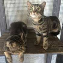 Thumbnail photo of Tom and Jerry #1