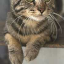 Thumbnail photo of Tom and Jerry #2