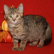 Thumbnail photo of Portebello (Photos 10/14/2025) #1