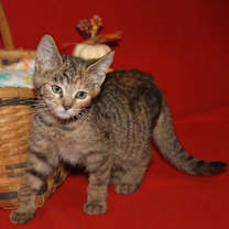 Thumbnail photo of Portebello (Photos 10/14/2025) #2