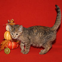 Thumbnail photo of Portebello (Photos 10/14/2025) #4