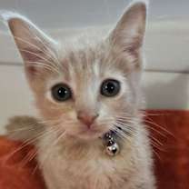 Thumbnail photo of Cricket #2