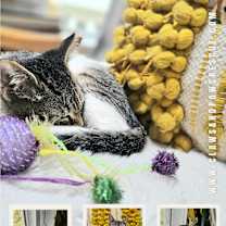 Thumbnail photo of Jade #2