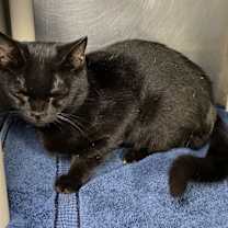 Thumbnail photo of Flynn #2