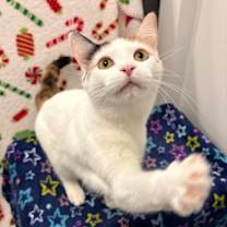 Thumbnail photo of Pogo Stick Princess #2