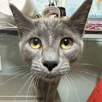 Thumbnail photo of Curry (female dark gray) #1