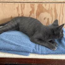 Thumbnail photo of Curry (female dark gray) #3