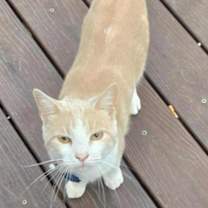 Thumbnail photo of Yeti #2