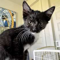 Thumbnail photo of Class Clown #4