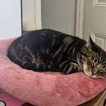 Thumbnail photo of Marlow #2