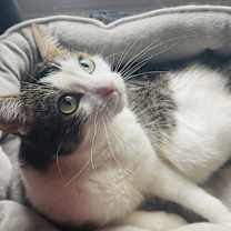 Thumbnail photo of Moonie #3