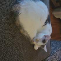 Thumbnail photo of Sasha #3