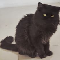 Thumbnail photo of LOKI #1