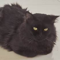 Thumbnail photo of LOKI #2