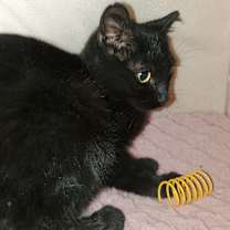 Thumbnail photo of Ember #1