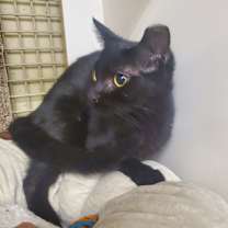 Thumbnail photo of Ember #3