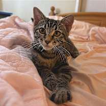 Thumbnail photo of Sammy #1