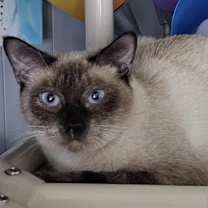 Thumbnail photo of Celeste (read entire bio) #2