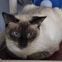 Thumbnail photo of Celeste (read entire bio) #4