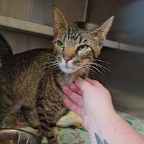 Thumbnail photo of Cannoli #2