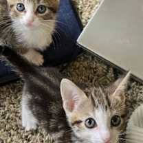 Thumbnail photo of Aspen #2