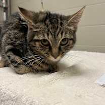 Thumbnail photo of Nico #2