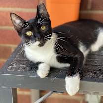 Thumbnail photo of Spicy nugget #1